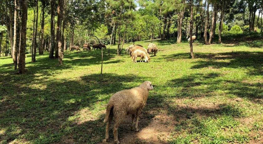 Hotel Ruean Racha Chiang Mai Zewnętrze zdjęcie